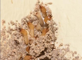 termite control service in mumbai psi pest solution